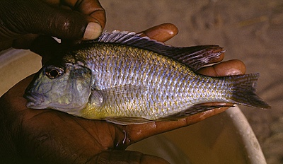 Lethrinops sp. 'yellow chest' Senga Bay